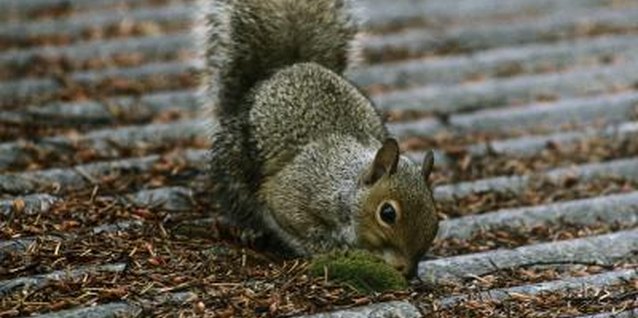 Jupiterimages/Photos.com/Getty Images Some animals will chew through almost anything to gain access to your attic.