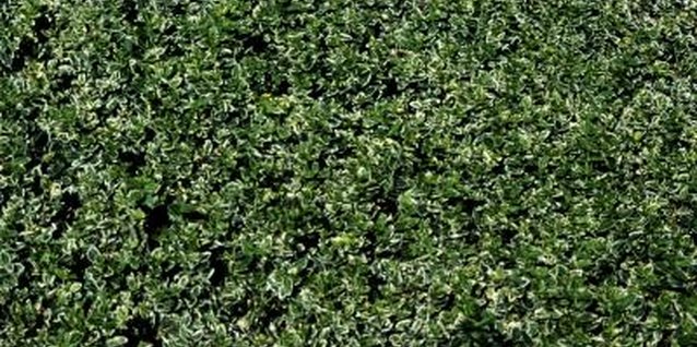 Jupiterimages/Photos.com/Getty Images Laurel grows in coastal areas where salt spray damages more sensitive plants.