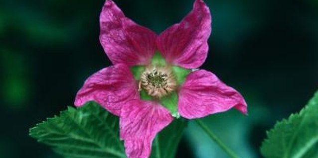 Jupiterimages/Photos.com/Getty Images Salmonberry shrubs add delicate color in spring with bright pink blossoms.