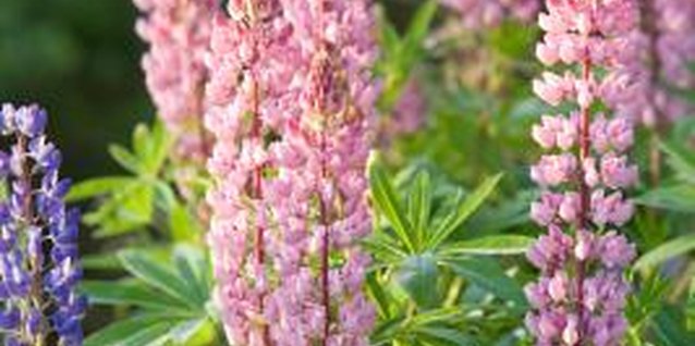 Jupiterimages/Photos.com/Getty Images Lupines put on a dramatic floral display each spring and summer.