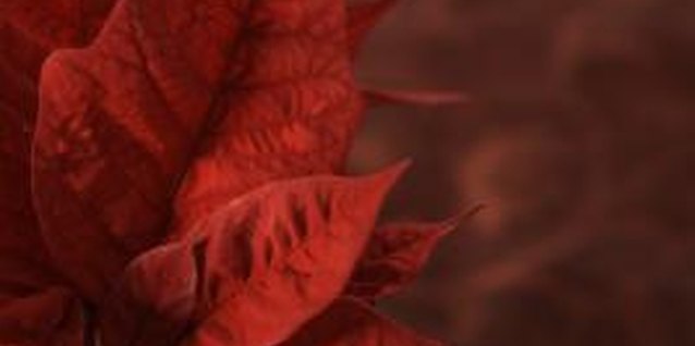 Thomas Northcut/Photodisc/Getty Images Healthy, vigorous poinsettias can withstand pest infestations better than unhealthy plants.