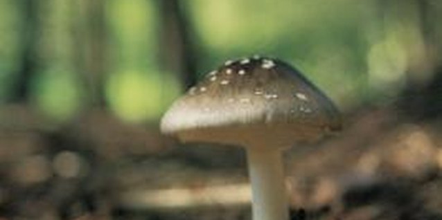 Comstock/Comstock/Getty Images Certain wild mushrooms are toxic.