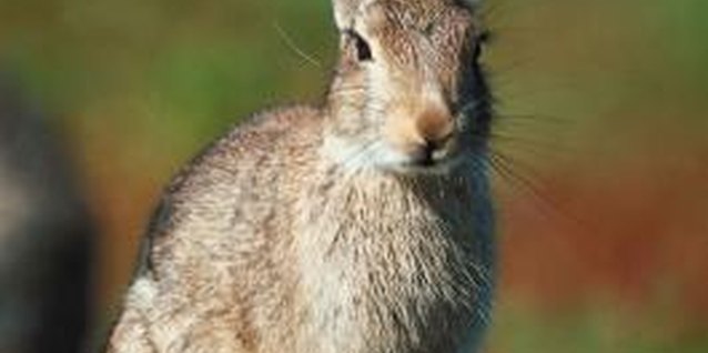 Jupiterimages/Photos.com/Getty Images Rabbits are cute, but can cause a lot of damage in vegetable gardens.