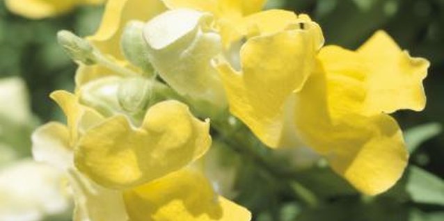 Hemera Technologies/AbleStock.com/Getty Images Snapdragons produce their unique blooms if the conditions are right.