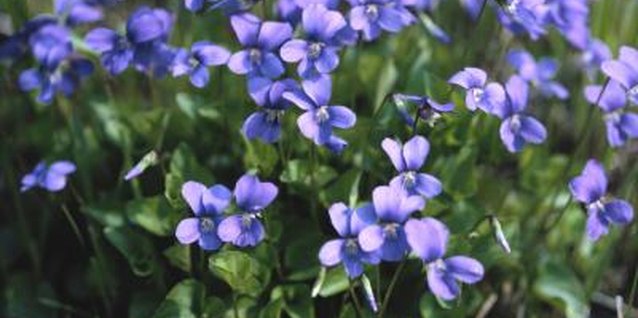 Hemera Technologies/Photos.com/Getty Images Although violets like rich, moist soil, they can withstand drought.