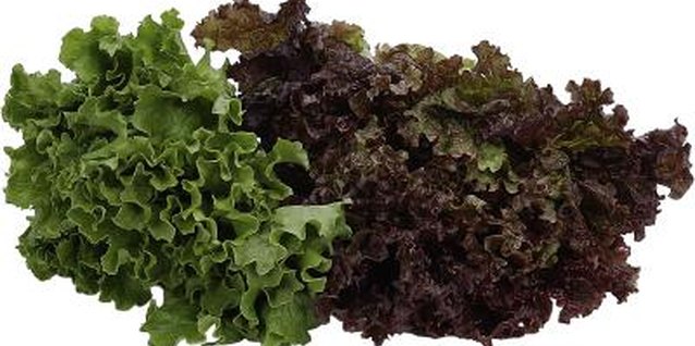 NA/PhotoObjects.net/Getty Images Lettuce grows in cool spring or fall weather.