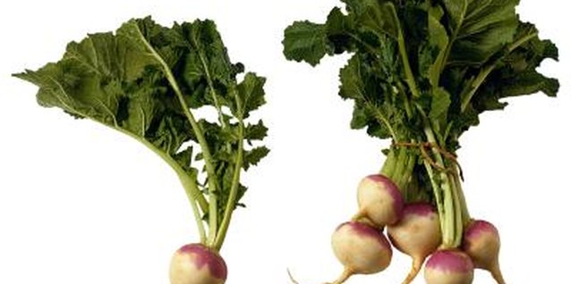 Brand X Pictures/Brand X Pictures/Getty Images Harvest the leaves of turnips or rutabagas when they are young and tender for tasty greens.