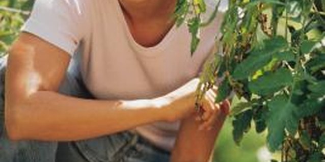 Comstock/Comstock/Getty Images Soil enrichment and moisture-conserving ground covers protect crops from dry soil in full sun.