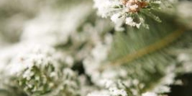 Thinkstock/Comstock/Getty Images Fleece blankets work well to protect plants against cold winter winds.