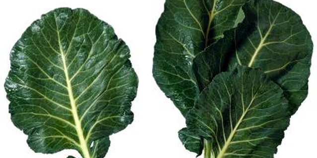 Brand X Pictures/Stockbyte/Getty Images Collards can be damaged by diseases, worms and other pests.