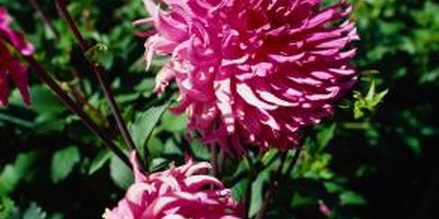 Ryan McVay/Photodisc/Getty Images Check your chrysanthemums regularly for disease symptoms.