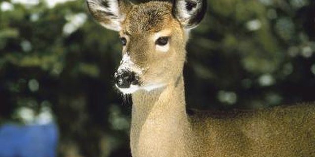 NA/AbleStock.com/Getty Images As attractive as deer may be in the great outdoors, they can decimate your gardens.