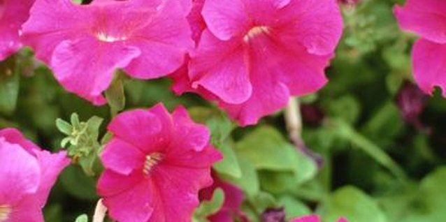 Jupiterimages/Photos.com/Getty Images A petunia's bright colors may attract bees.