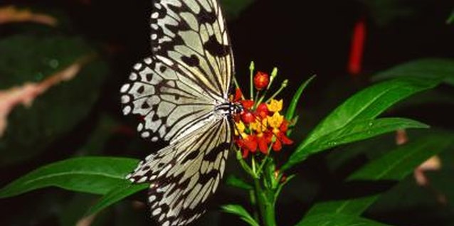 Jupiterimages/Photos.com/Getty Images Butterflies enjoy the nectar of verbena.
