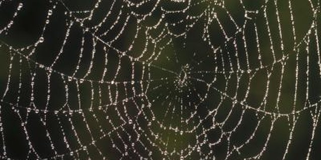 Comstock Images/Comstock/Getty Images Silver garden spiders belong to the orb web-spinning group of spiders.