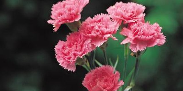 Jupiterimages/Photos.com/Getty Images Carnations are favorites in bouquets and boutonnieres.