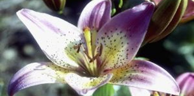 Medioimages/Photodisc/Valueline/Getty Images It's best to plant Oriental lily bulbs as soon as you buy them.