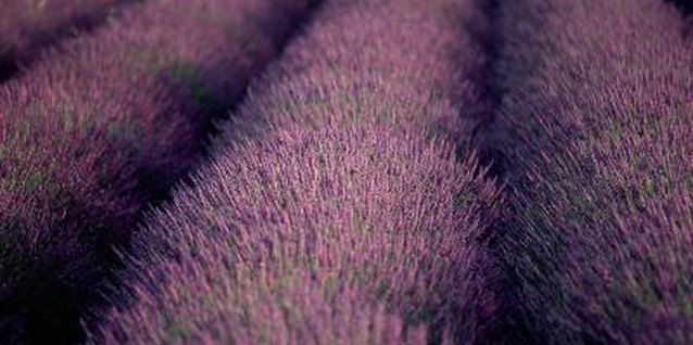 Goodshoot/Goodshoot/Getty Images Lavender plants mature at different rates, depending on type.