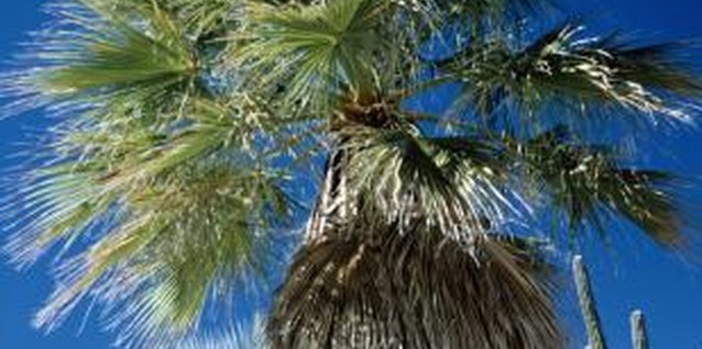 Jupiterimages/Photos.com/Getty Images Palms can bring much-needed shade to a house.