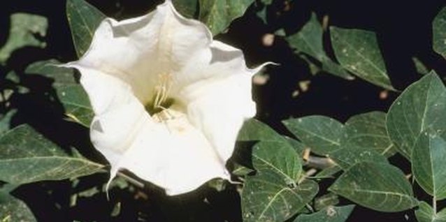 Jupiterimages/Photos.com/Getty Images Looks can be deceiving: all parts of brugmansia are poisonous.
