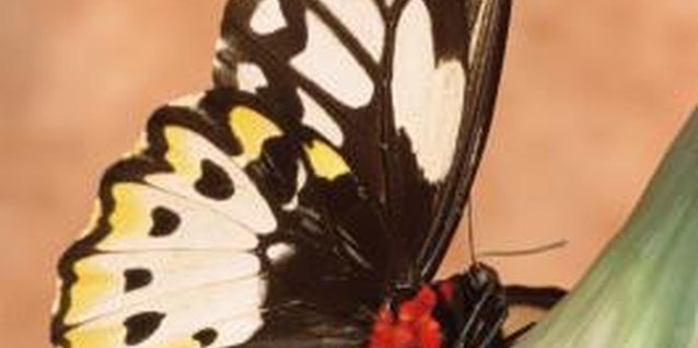 Hemera Technologies/AbleStock.com/Getty Images Create fun and educational activities about metamorphosis.
