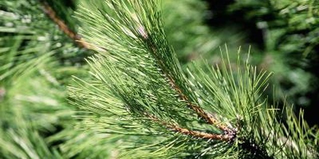 Goodshoot/Goodshoot/Getty Images Like other falsecypress varieties, the oldest portions of the "Boulevard" tree's branch produce no needles.
