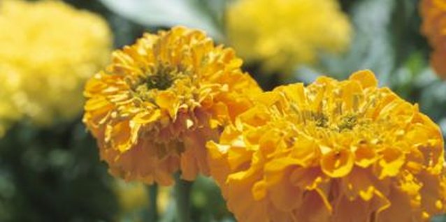 Hemera Technologies/AbleStock.com/Getty Images Marigolds are a simple grow-it-yourself project for new gardeners of all ages.