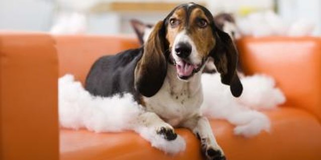 Jupiterimages/Brand X Pictures/Getty Images Sticky paws and fingers won't result in a serious clean-up with leather furniture.