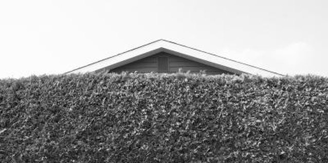 Hemera Technologies/AbleStock.com/Getty Images Prune tall hedges in gumdrop shapes so the top doesn't shade bottom branches.
