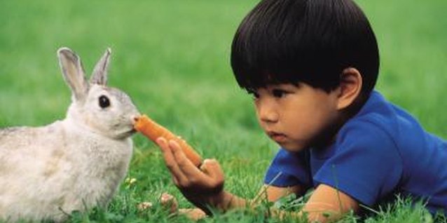 Comstock/Comstock/Getty Images Your toddler can pet, hold and feed animals at Amy's Farm in Ontario.