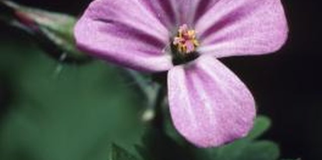 Hemera Technologies/AbleStock.com/Getty Images Citronella-scented geranium is claimed to repel mosquitoes.