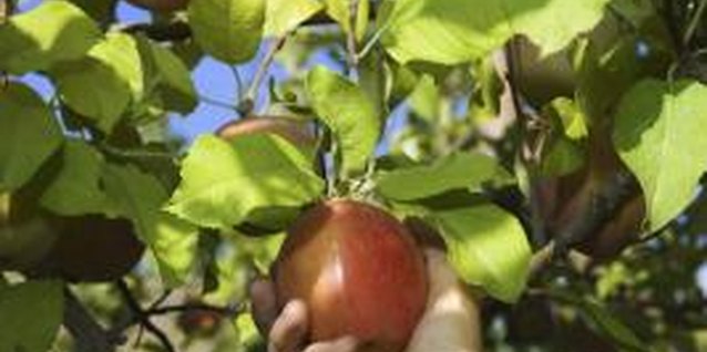 Jupiterimages/Comstock/Getty Images A gentle lifting and twisting motion will release ripe apples.
