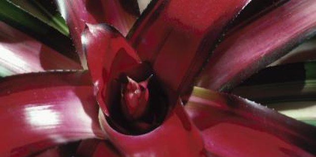 Hemera Technologies/Photos.com/Getty Images The leaves of the blushing bromeliad change color when it flowers.