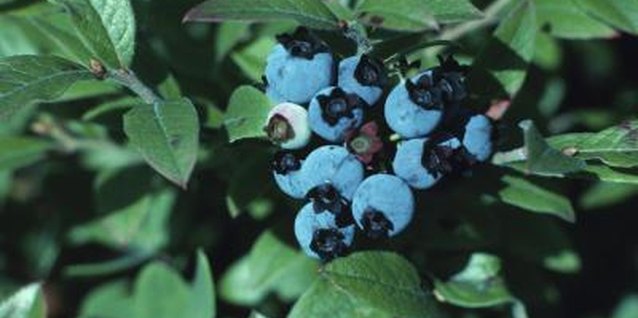 Hemera Technologies/Photos.com/Getty Images Many bushes display foliage that change colors, including blueberry bushes.