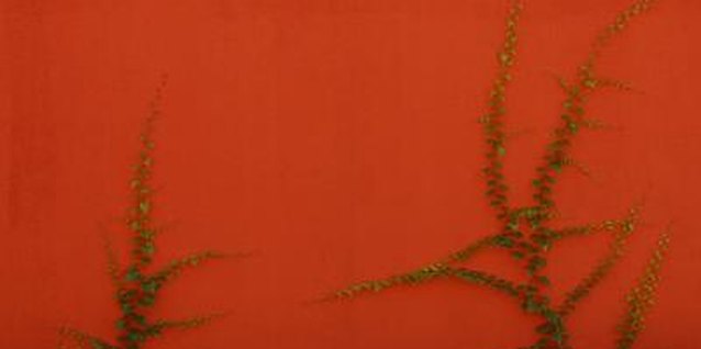 Jupiterimages/Photos.com/Getty Images Vines can help soften the appearance of a concrete wall's surface.