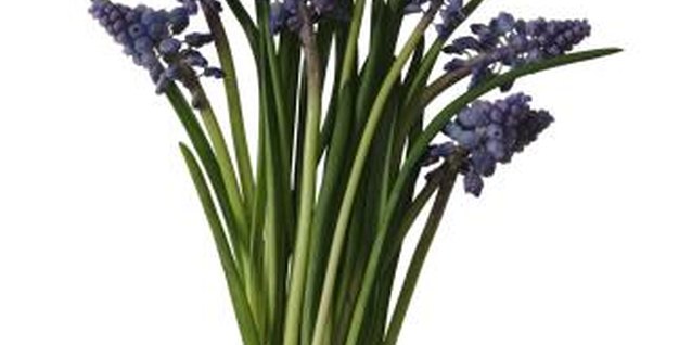 Brand X Pictures/Brand X Pictures/Getty Images Grape hyacinths multiply quickly.