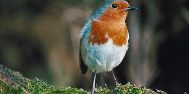Jupiterimages/Photos.com/Getty Images Keep birds safe by maintaining your birdbath.