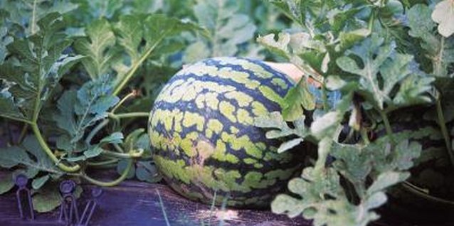 Jupiterimages/Photos.com/Getty Images Black plastic keeps fruits and vegetables off the soil.