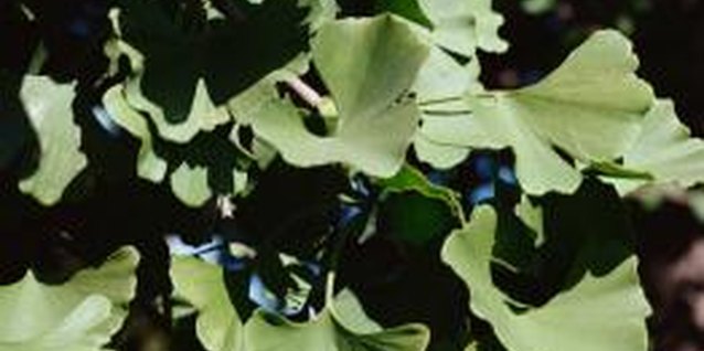 Jupiterimages/Photos.com/Getty Images One species of ginkgo tree exists, and it is the sole member of the genus.
