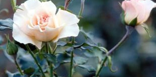 Jupiterimages/Photos.com/Getty Images Roses require at least six hours of direct sunlight.