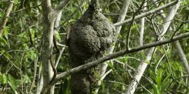 Photodisc/Photodisc/Getty Images Wasps should be killed at night when they are inside their nests.