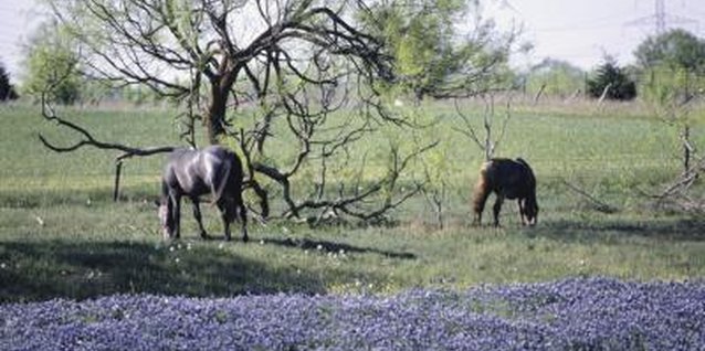 DC Productions/Photodisc/Getty Images Bluebonnets paint vast stretches of Texas plains with hues of blue in spring.