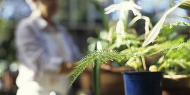 George Doyle/Stockbyte/Getty Images Repot philodendrons every year or two.