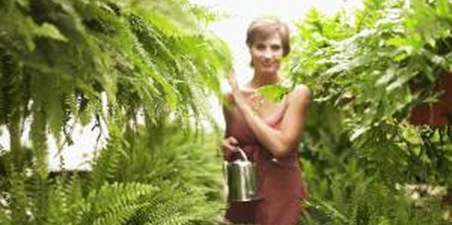 Siri Stafford/Lifesize/Getty Images Boston ferns survive and recover from transplant and division easily.