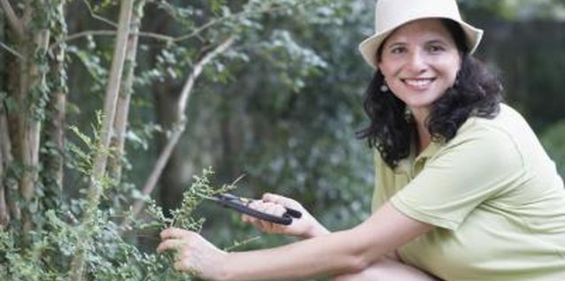 Jack Hollingsworth/Photodisc/Getty Images Japanese privet can be invasive in some places.
