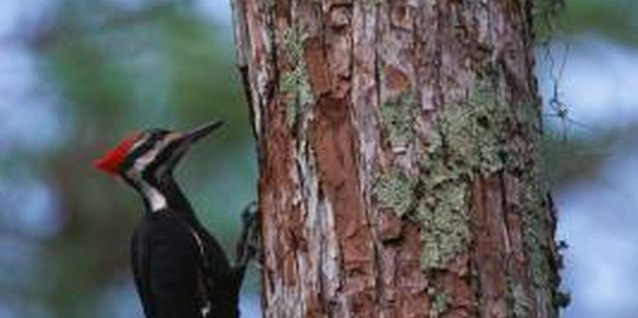Stockbyte/Stockbyte/Getty Images Halt woodpecker damage to your tree by hanging pans from its limbs.