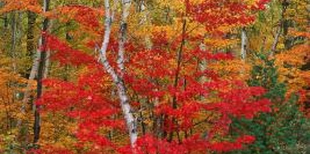 Stockbyte/Stockbyte/Getty Images A maple tree can make an excellent garden anchor.