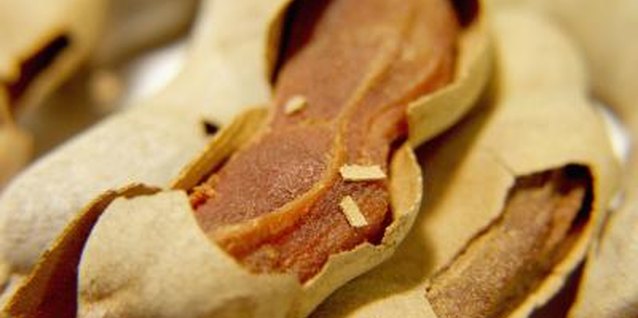 Medioimages/Photodisc/Photodisc/Getty Images Tamarind concentrate comes from the tamarind fruit.