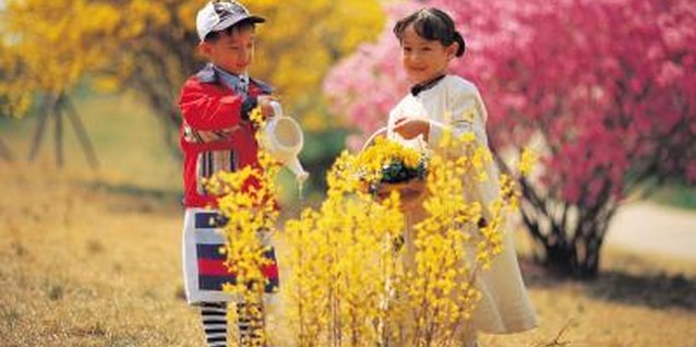 Jupiterimages/Photos.com/Getty Images Let the kids grow their own forsythia cuttings to color their world.