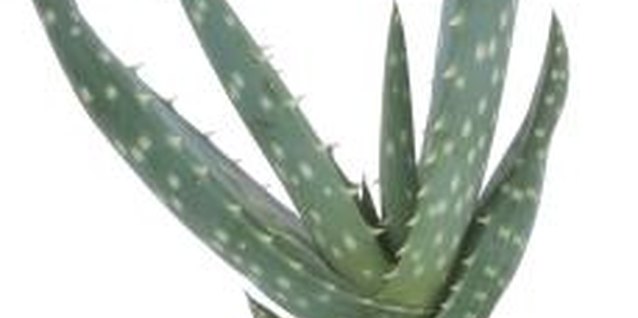 Hemera Technologies/PhotoObjects.net/Getty Images One of the earliest references to medicinal plant use was in the Ebers Papyrus, dating from 1500 B.C.